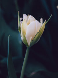 Close-up of white rose