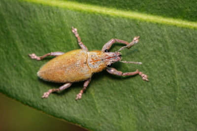 Close-up of insect on leaf