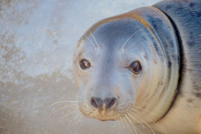 Close-up portrait of a seal