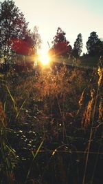 Sun shining through trees on field