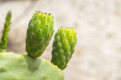 Close-up of prickly pear cactus
