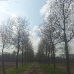 Road passing through trees