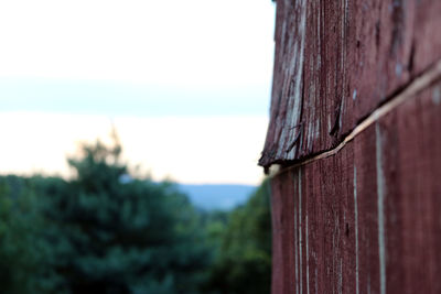 Close-up of lizard on tree trunk against clear sky