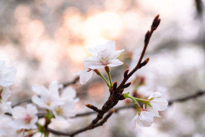 Close-up of white flowers blooming