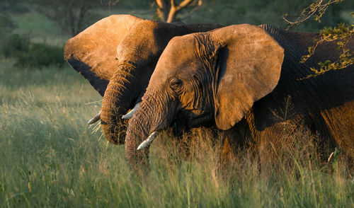 View of elephant on field