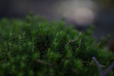 Close-up of grass on field