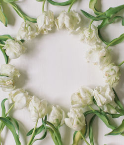 Directly above shot of white flowering plant