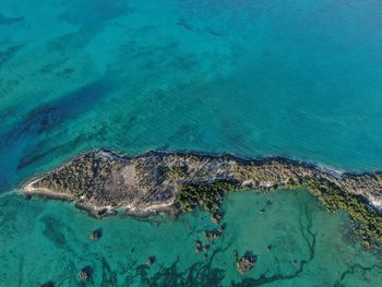 High angle view of turtle in sea