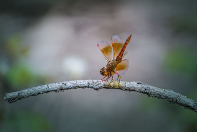 Close-up of butterfly perching on flower