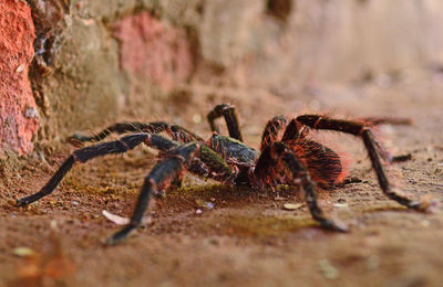 Close-up of spider on rock