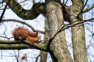 Low angle view of squirrel on tree