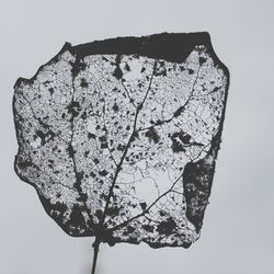 Close-up of tree against white background