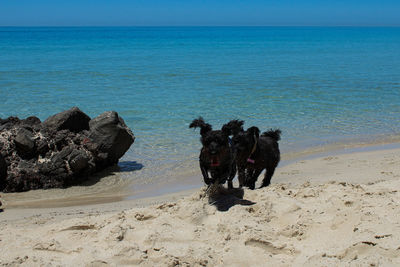 View of dogs on beach