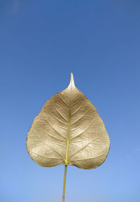 Low angle view of plant against clear blue sky