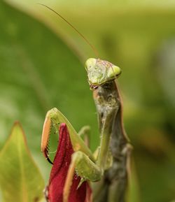 Close-up of insect on leaf