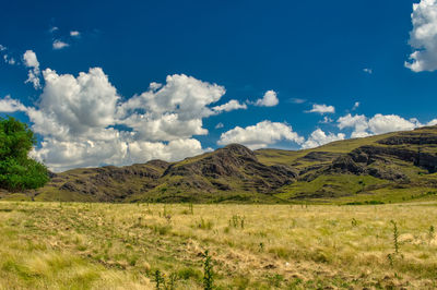 Scenic view of field against sky