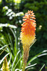 Close-up of orange flower