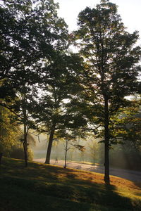 Scenic view of trees