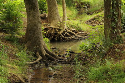 Trees in forest