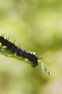 Close-up of caterpillar