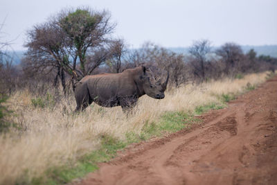 Close up view of white rhinoceros in african savannah, madikwe game reserve, south africa