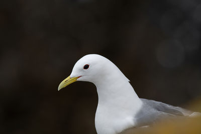 Close-up of seagull