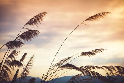 Low angle view of palm tree against sky