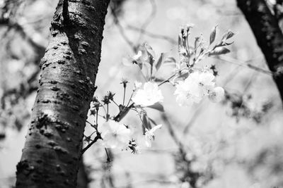 Close-up of flower tree