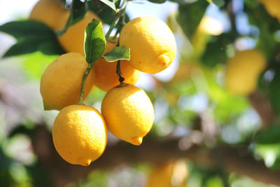 fruit