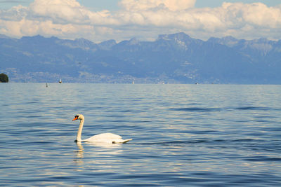 Swan swimming in lake