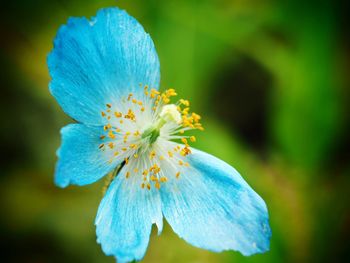 Close-up of blue flowering plant