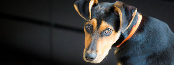 Close-up portrait of dog sitting indoors