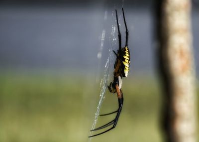 Close-up of spider on web