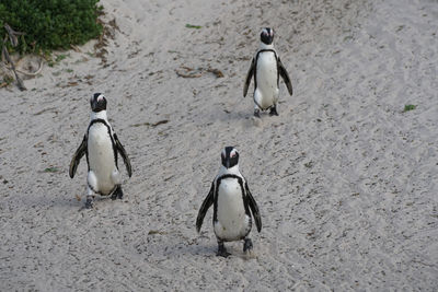 High angle view of penguins on beach