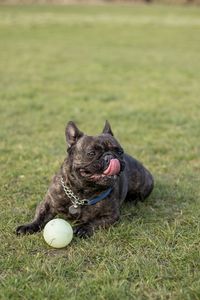 Close-up of dog with ball on field