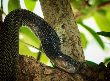 Close-up of snake on branch