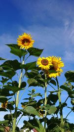 Close-up of yellow flowering plant against sky