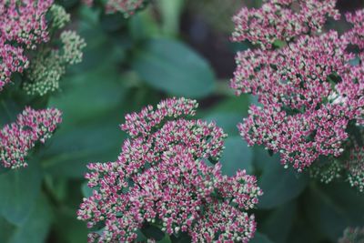 Close-up of pink flowers blooming outdoors