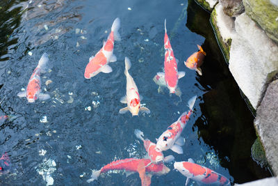 High angle view of koi carps in pond