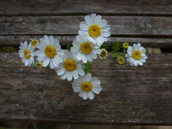 Close-up of white daisy flowers on wood
