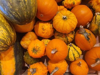 Pumpkin harvest halloween autumn 