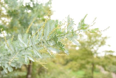 Close-up of fresh plant