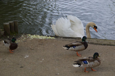 High angle view of ducks swimming on lake