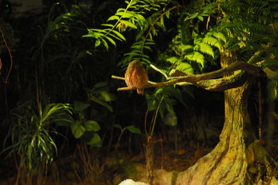 View of bird on branch against plants