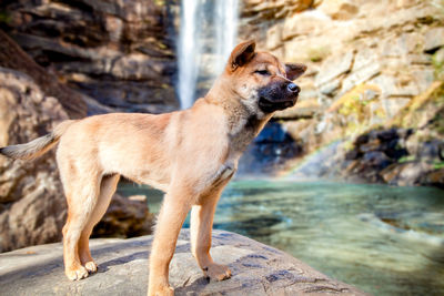 Dog standing on rock