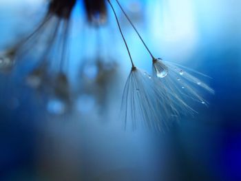 Close-up of water drop on dandelion seed