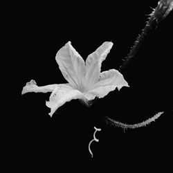 Close-up of flower over black background