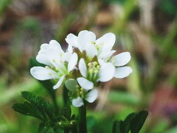 Close-up of white flowers