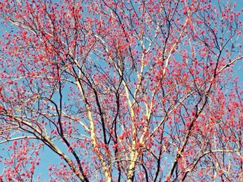 Low angle view of pink flowers