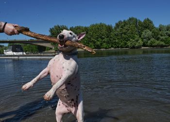 Man holding dog in water against clear sky